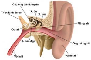nguyen nhan viem tai giữa, nguyên nhân viêm tai giữa, viêm tai giữa
